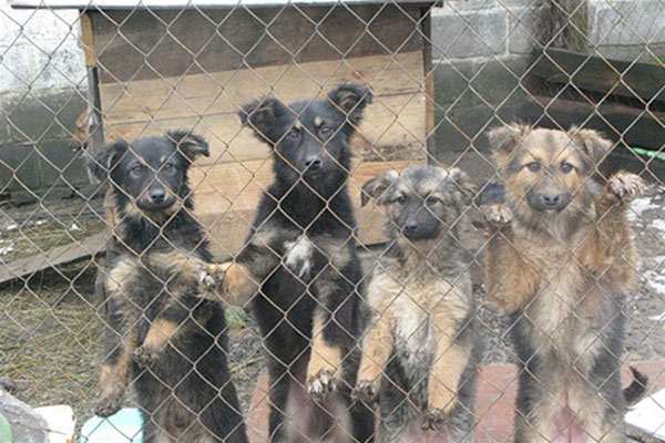 Comune Curinga approva regolamento per adozione cani randagi, previsto bonus di 400 euro