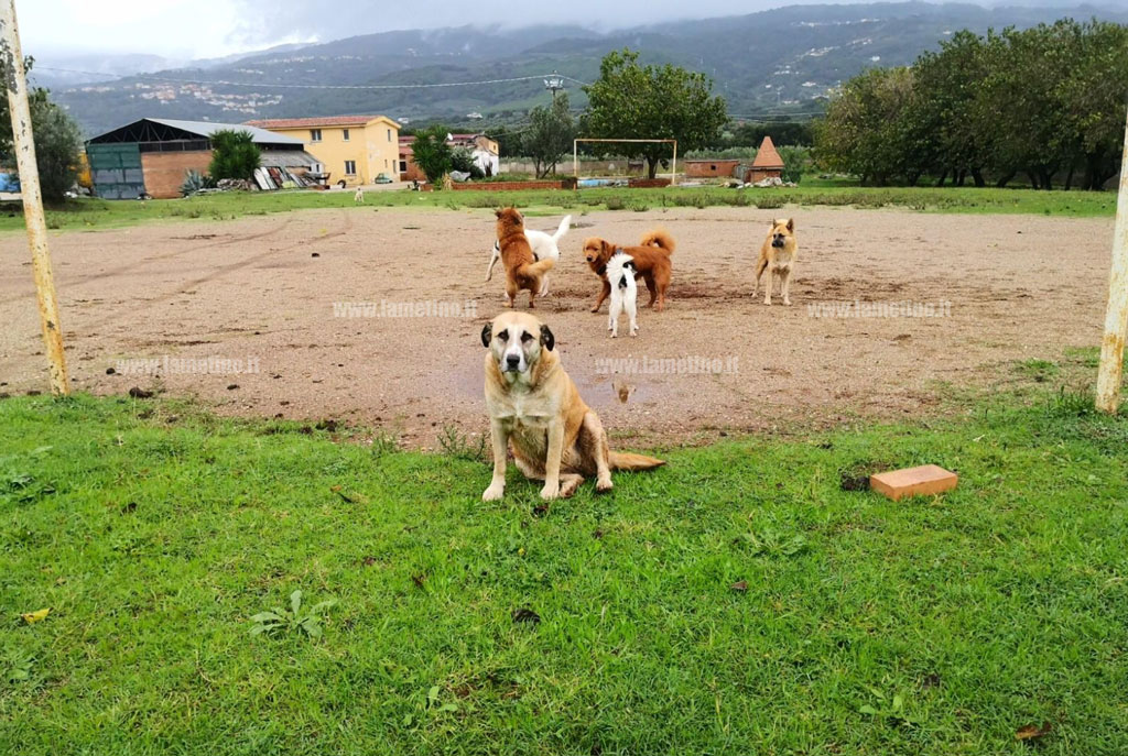 cani1_50ec0.jpg