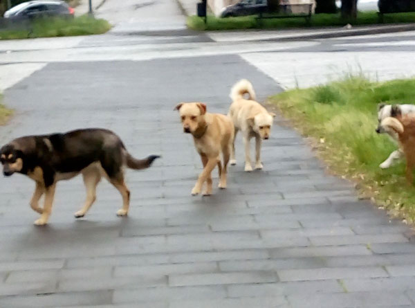cani3.jpg