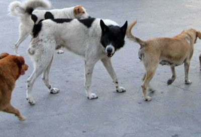 Tentano impiccare cane, taglia 20 mila euro a chi dà notizie 