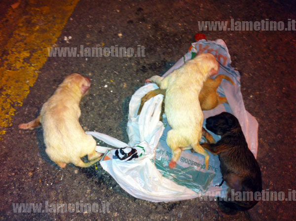 Lamezia, 4 cuccioli di cane abbandonati in bidone a piazza Mazzini. Si salvano in due