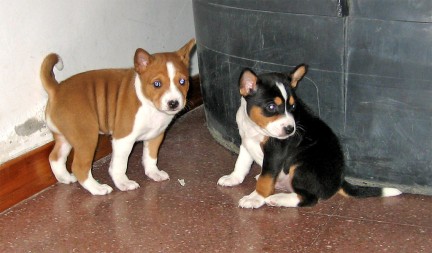 cani_cuccioli