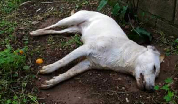 canii-morto-4.jpg