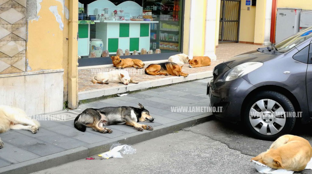 Lamezia, Comune: nuovi interventi contro randagismo: disposta cattura dei cani pericolosi e aggressivi