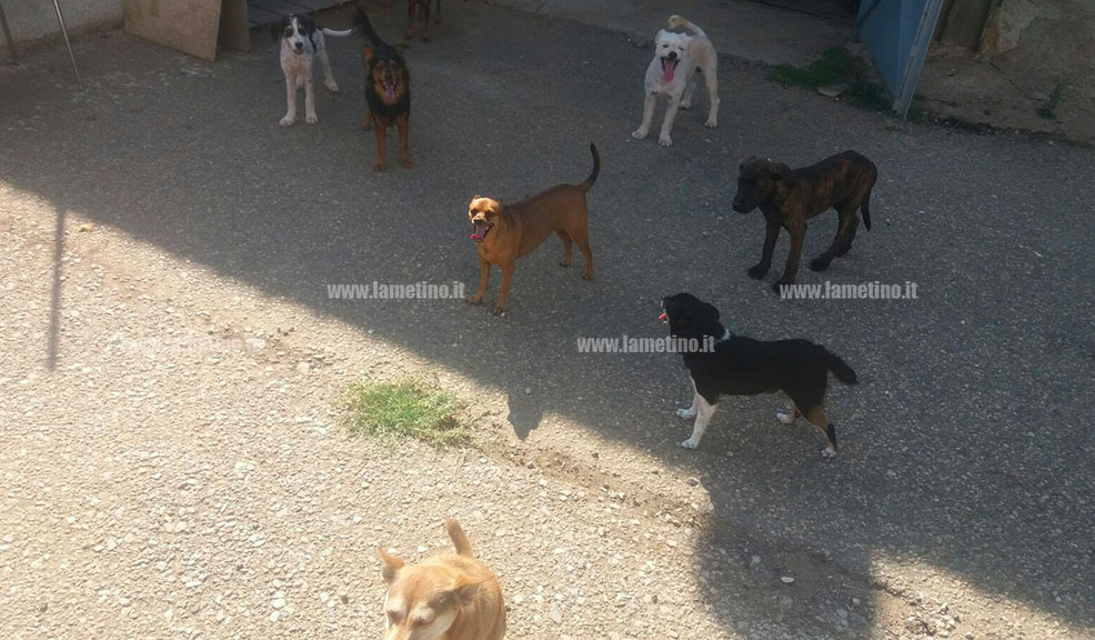 canile-3_9b20e.jpg