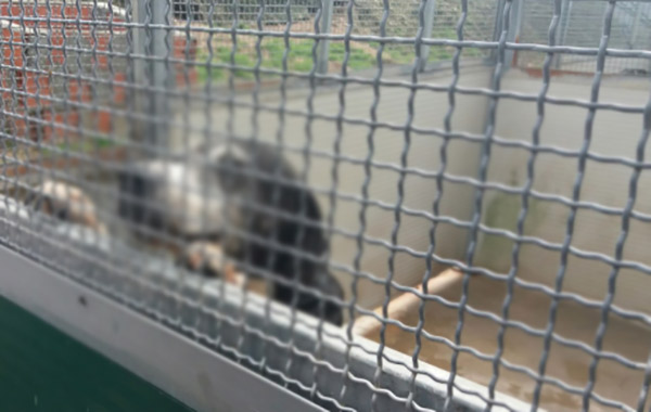 Dissequestrato canile a Campo Calabro