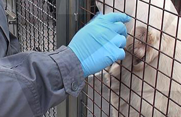 Cani denutriti in casa anziana salvati a Reggio Calabria