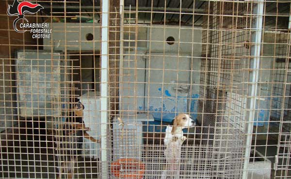 Scoperto allevamento illegale di cani nel crotonese, sequestrato