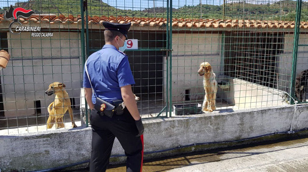 Animali malati e deperiti, a Sant’Ilario dello Jonio carabinieri sequestrano un canile irregolare