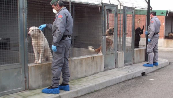 Inchiesta su canili nel Reggino, 17 rinviati a giudizio 