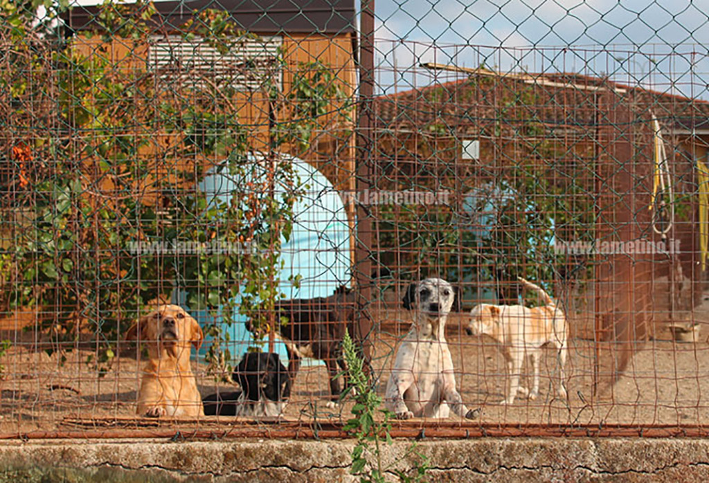 Lamezia, approvato il regolamento comunale per l'adozione dei cani