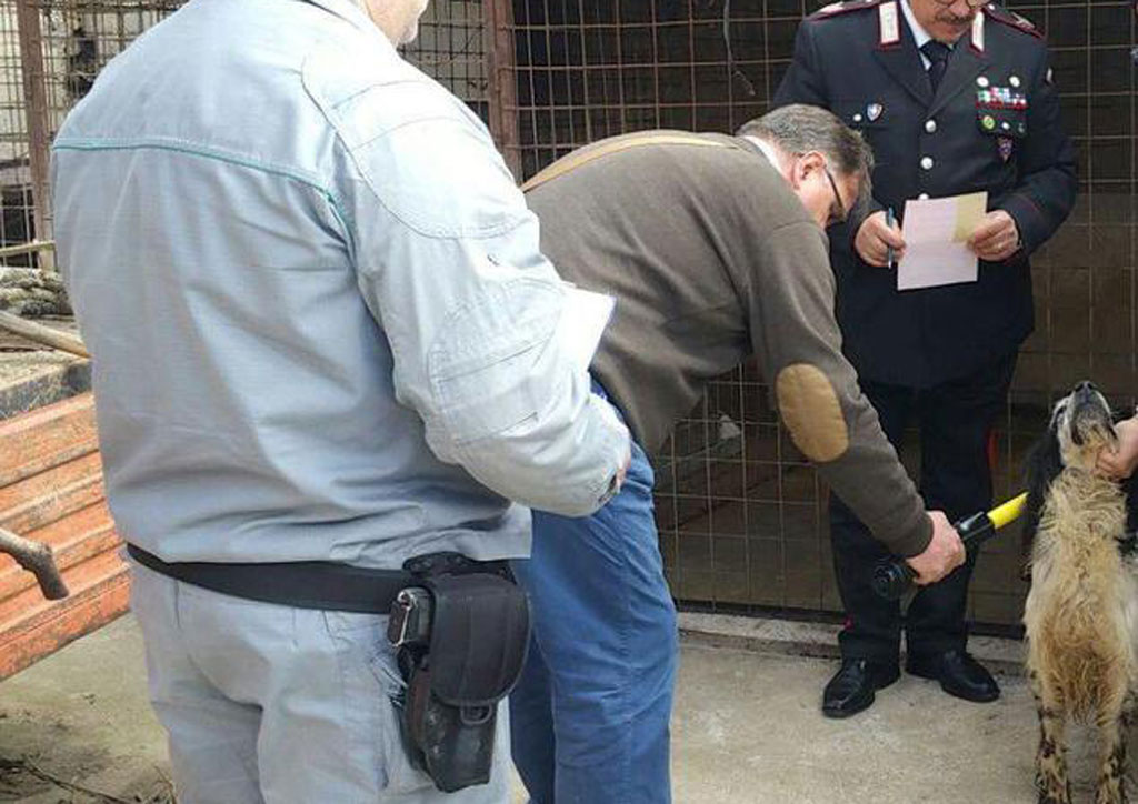 Scoperti canili e ricoveri abusivi per animali, tre denunce nel cosentino
