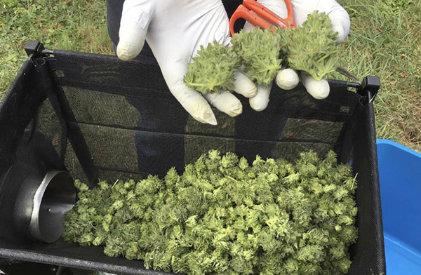Consiglio Superiore Sanità: "Non esclusa pericolosità cannabis light, no a libera vendita"