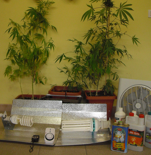 Calabria: Aveva conltivazione di cannabis in casa, arrestato