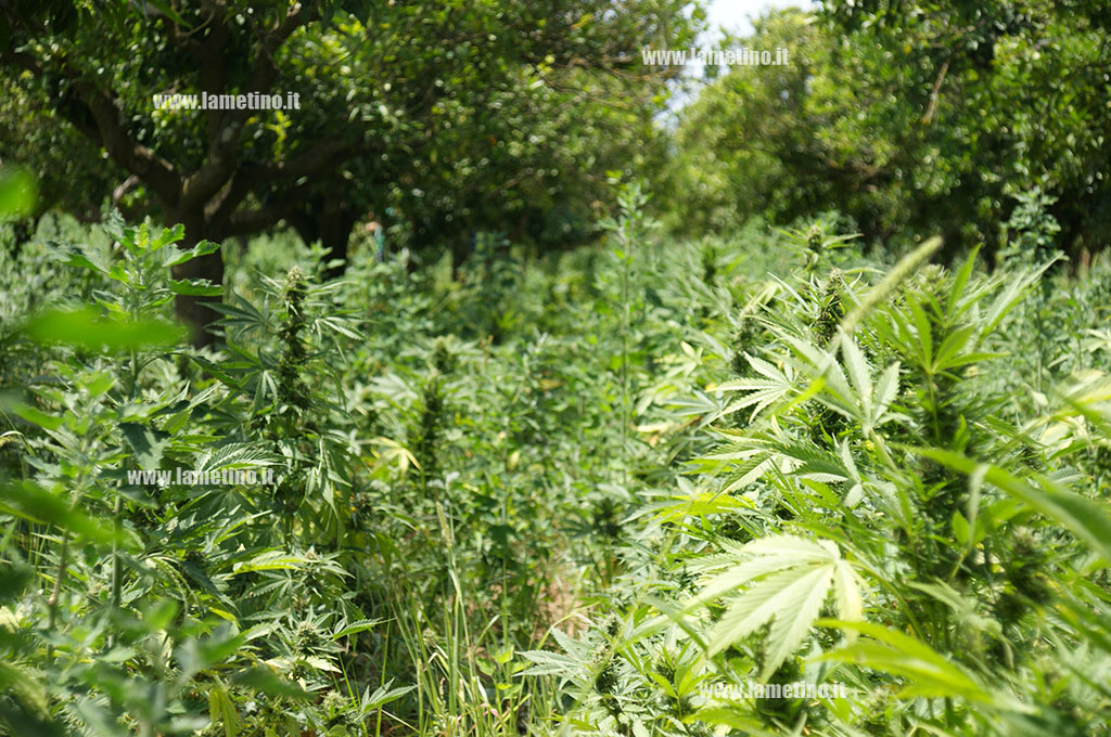 cannabis2.jpg