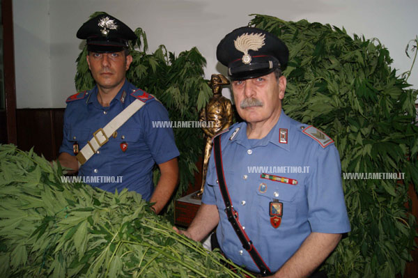 Calabria: Coltivava cannabis in terreno demaniale, arrestato dai Carabinieri