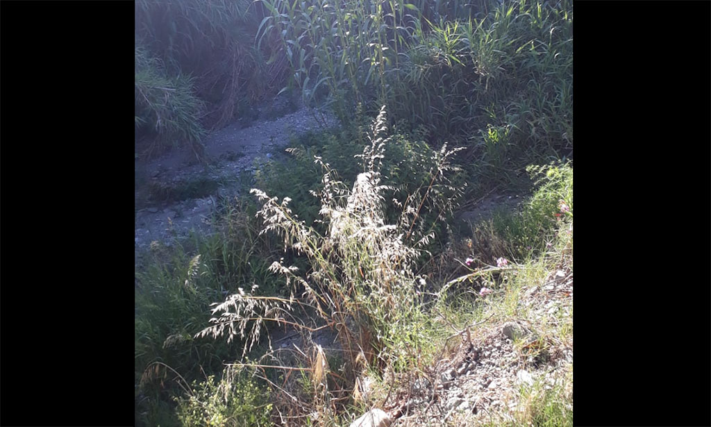 canne-torrente.jpg