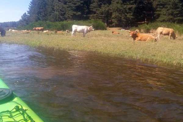 Escursione in canoa sul lago Arvo con Kalabrian H20 e il Circolo Nautico lametino