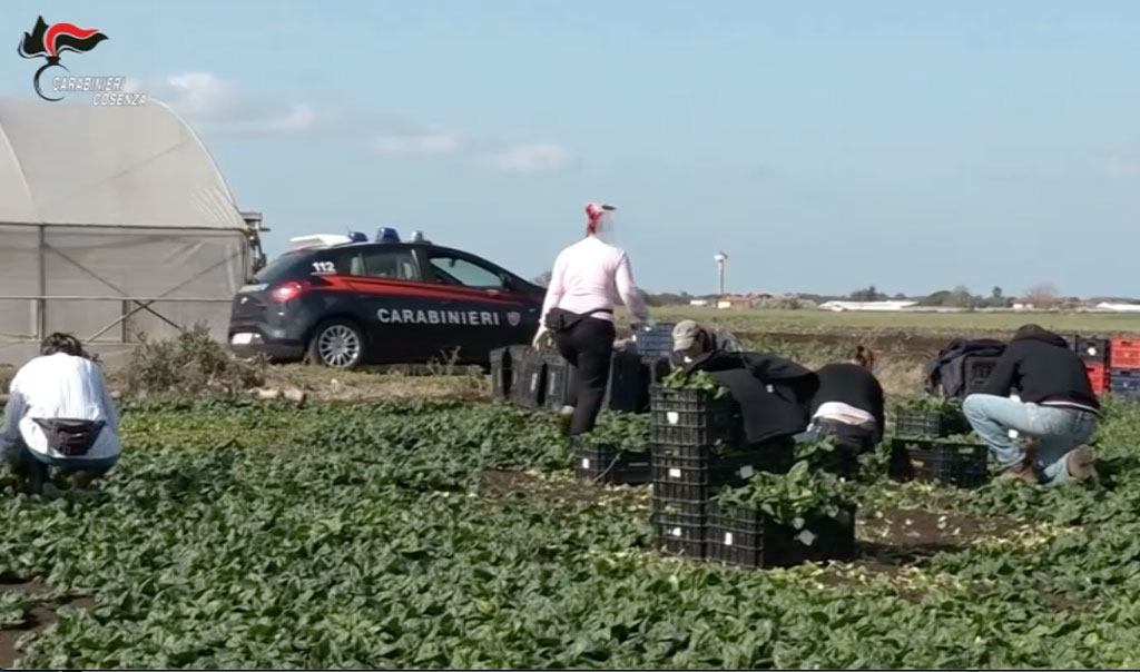 Operazione contro caporalato in Calabria e Basilicata, revocati arresti domiciliari a imprenditore