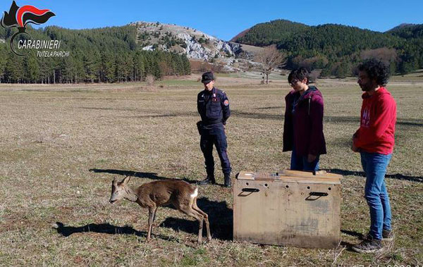 Curato e rimesso in libertà nel Parco Nazionale del Pollino capriolo investito nei giorni scorsi