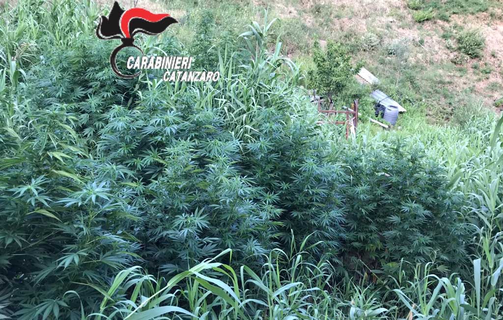 Sorpresi a coltivare piantagione marijuana, in manette coppia nel catanzarese