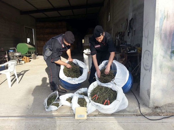 Calabria: Scoperta piantagione canapa indiana, arrestati agricoltore e suo bracciante