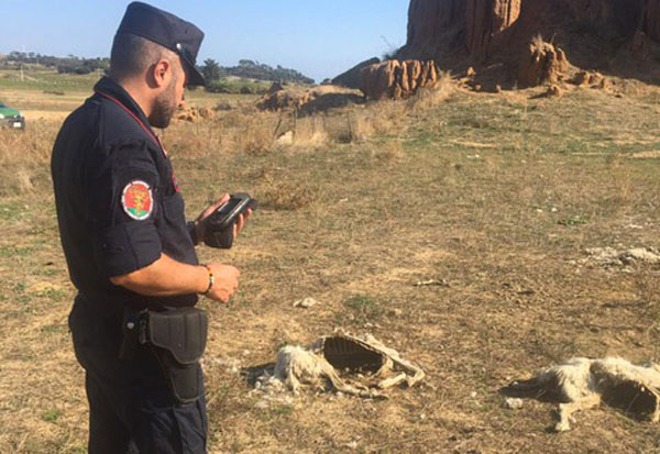 carabinieri-2019-carcasse-20191.jpg