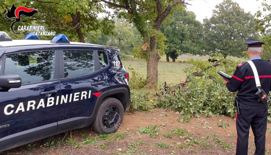 Furto aggravato, due 18enni sorpresi a tagliare alberi di quercia in terreno privato a Chiaravalle Centrale 