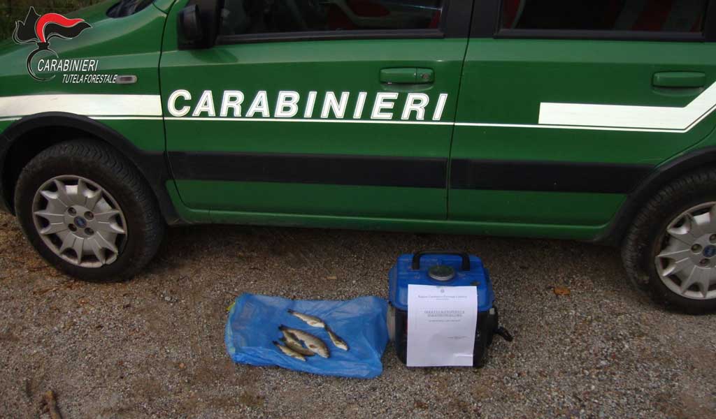 Pesca di frodo con l'uso della corrente elettrica a Magisano, identificati autori e sequestrate le trote