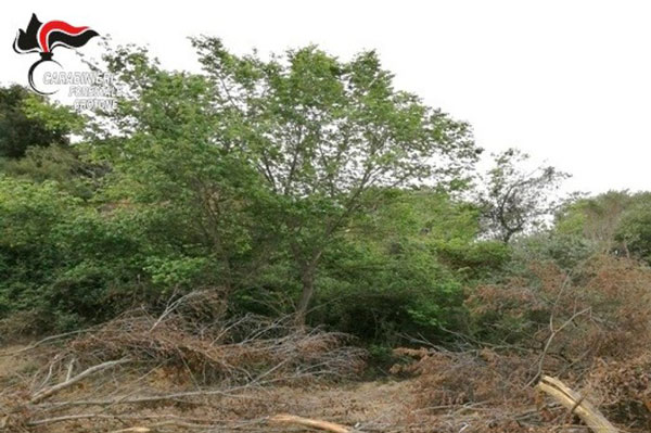 Estirpa macchia mediterranea senza autorizzazioni, denunciato a Crotone