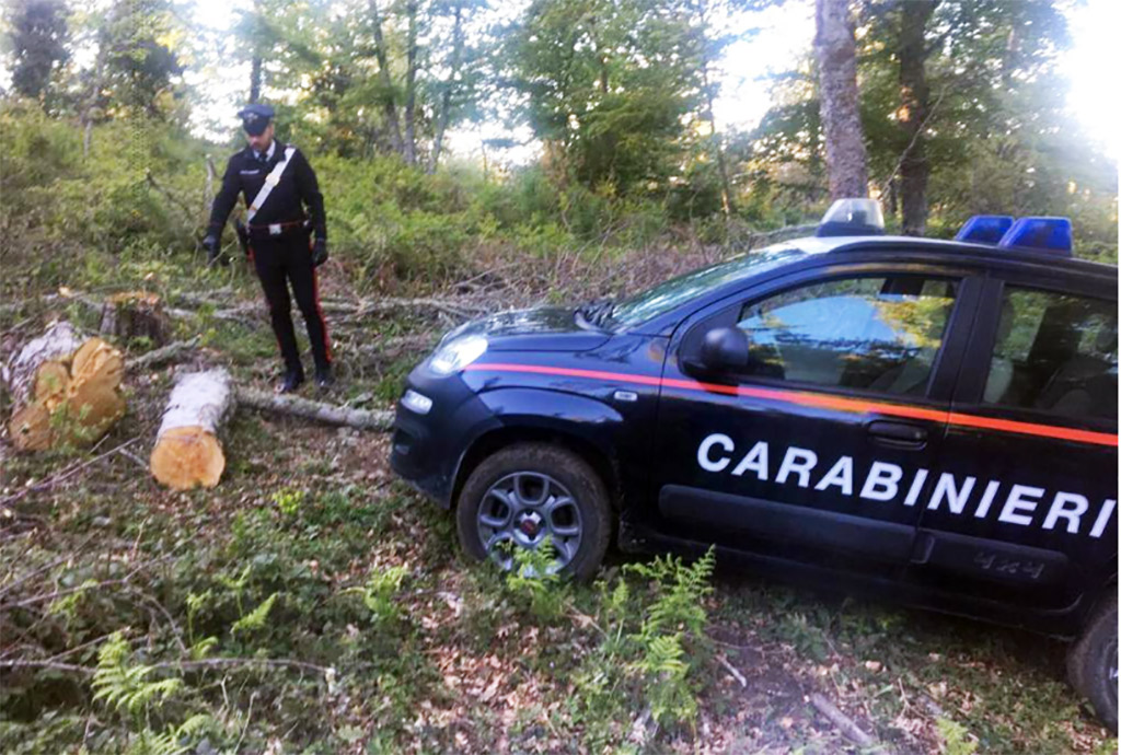 Ruba legna da un terreno comunale a Badolato, arrestato un 43enne