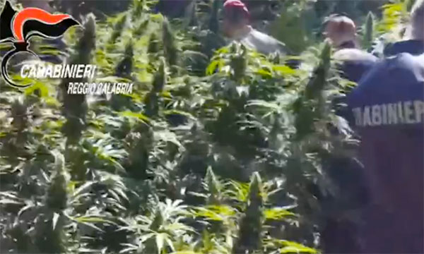 Coltivano 1.340 piante marijuana, tre arresti a Reggio Calabria - VIDEO