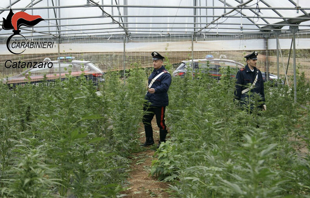 Sorpresi a coltivare piantagione di cannabis a Curinga, 3 arresti