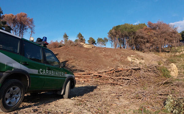 Pineta abbattuta illegalmente nel crotonese, 2 denunce
