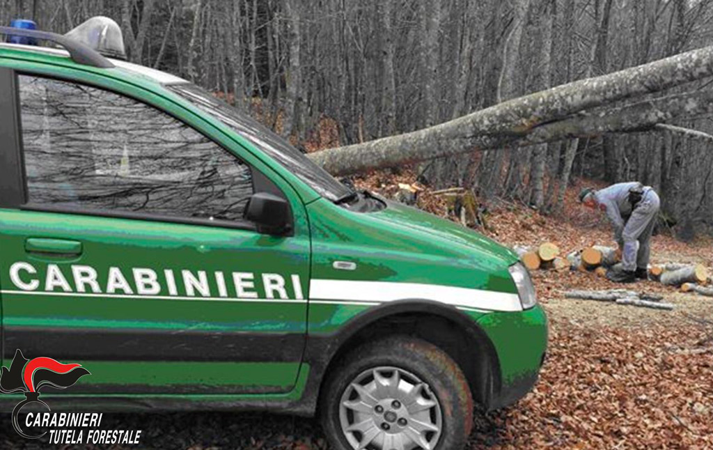 Controlli carabinieri forestali nel vibonese, 2 denunce