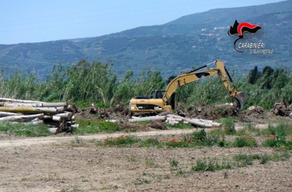 Lamezia, disboscato oltre un ettaro di pioppeto lungo fiume Amato in zona con vincolo paesaggistico: 3 denunce
