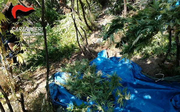 Distrutte piantagioni di canapa per un valore di 600mila euro nel reggino