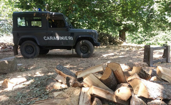 Abbattevano alberi senza autorizzazione, denunciati padre e figlio nel crotonese