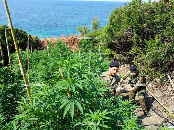 Calabria: Coltivava piantagione di marijuana, 42enne arrestato