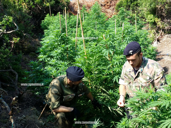 carabinieri-piantagione-isola-arresto-Lio.jpg
