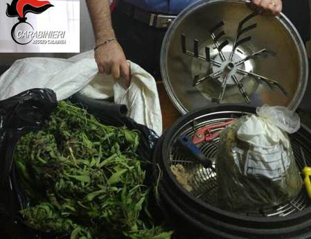 Scoperta piantagione cannabis a Reggio, arrestato 32enne
