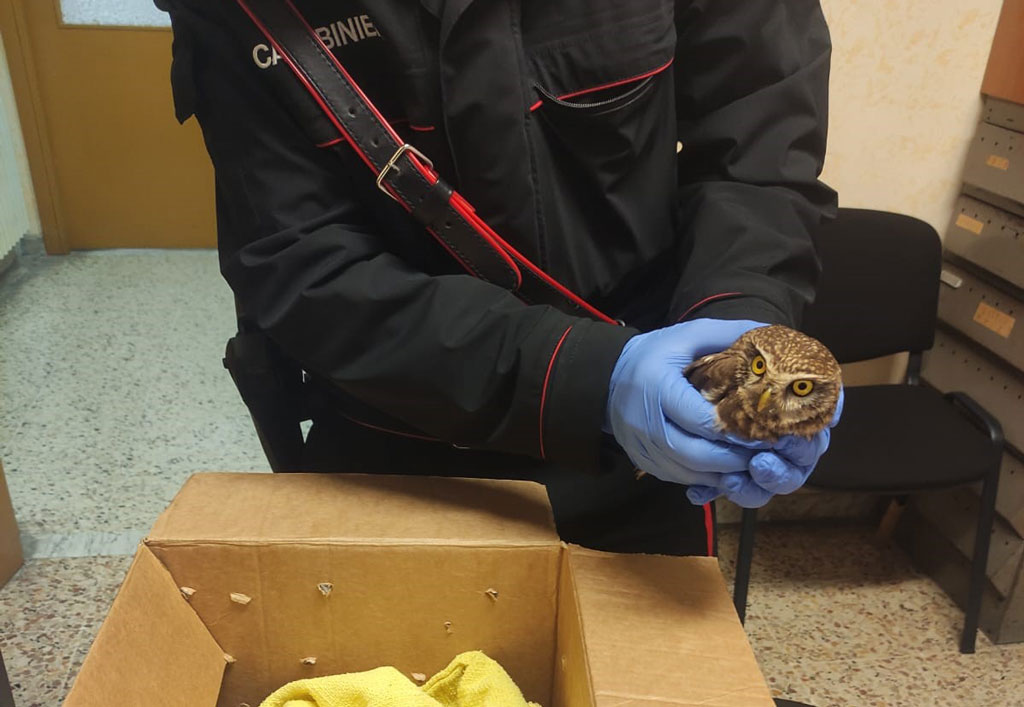 carabinieri-salvataggio-civetta1_4a212.jpg