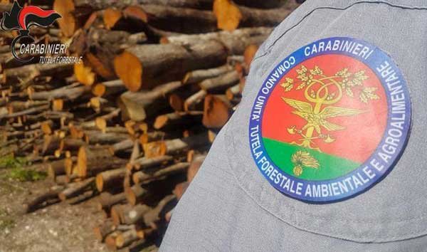 Furto di legna in bosco comunale a Paola, una denuncia 