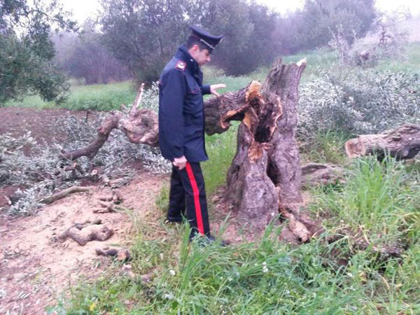 Sorpresi a rubare legna ulivo, arrestati a Reggio 