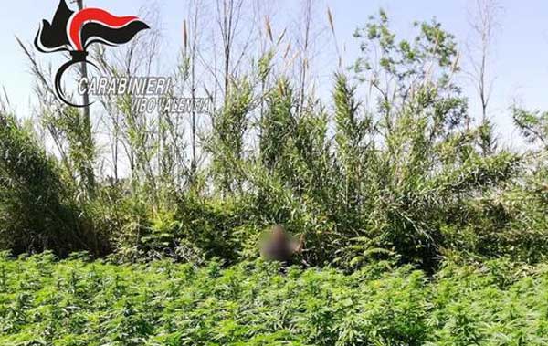 Sequestrata piantagione con 2.750 fusti marijuana nel vibonese
