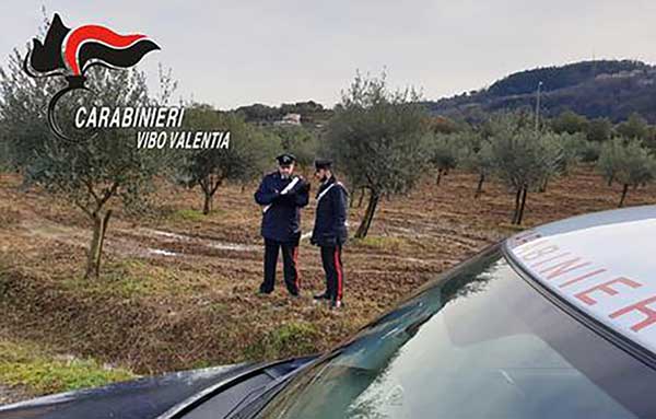 Intimidazione ad imprenditore tagliati 40 alberi di ulivo nel vibonese, indagini in corso 
