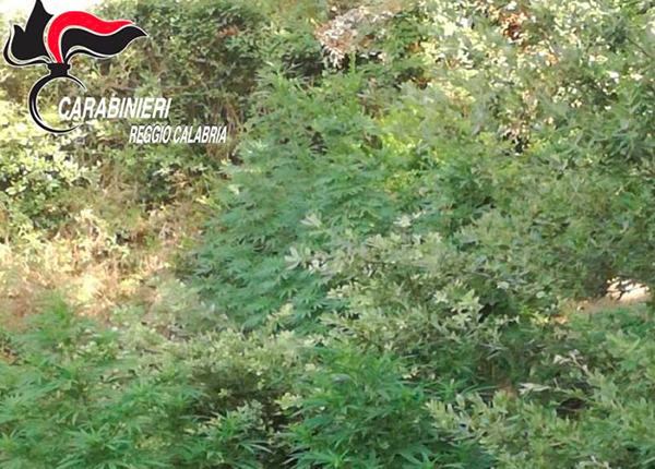 Scoperte 300 piante di canapa indiana nel reggino 