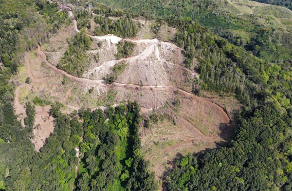 Tagliano bosco in area sottoposta a vincolo paesaggistico, due denunce nel Vibonese