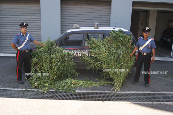 Lamezia: Estirpata piantagione di cannabis, sequestrate 150 piante