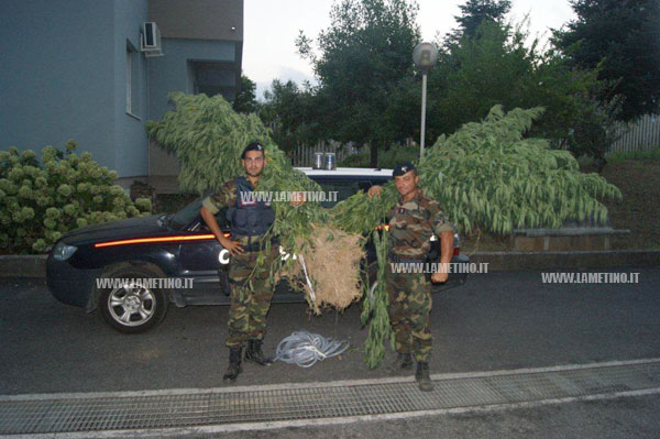 Lamezia: Scoperta piantagione di cannabis. Arrestato il coltivatore